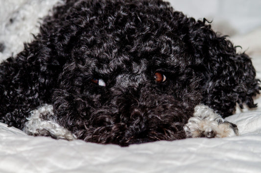 Barbet Dog Breed Guide
