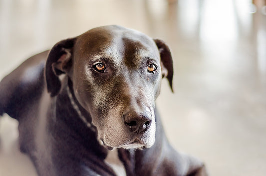 How Do Dogs Age