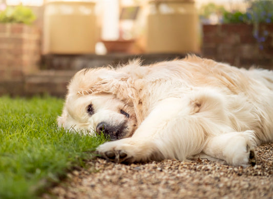 Worms In Dogs