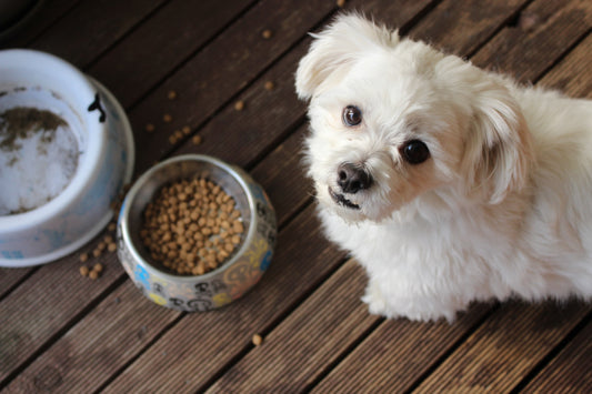 Benefits Of Grain Free Dog Food