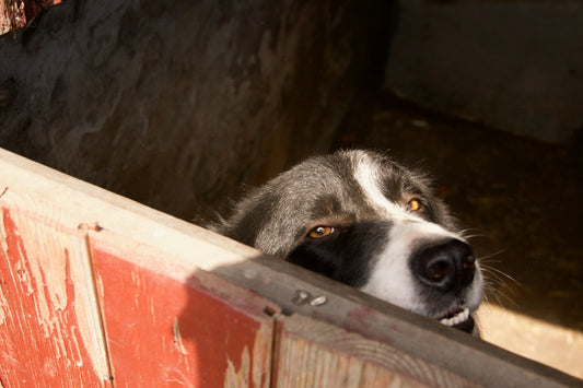 Bad Breeders And Puppy Farms