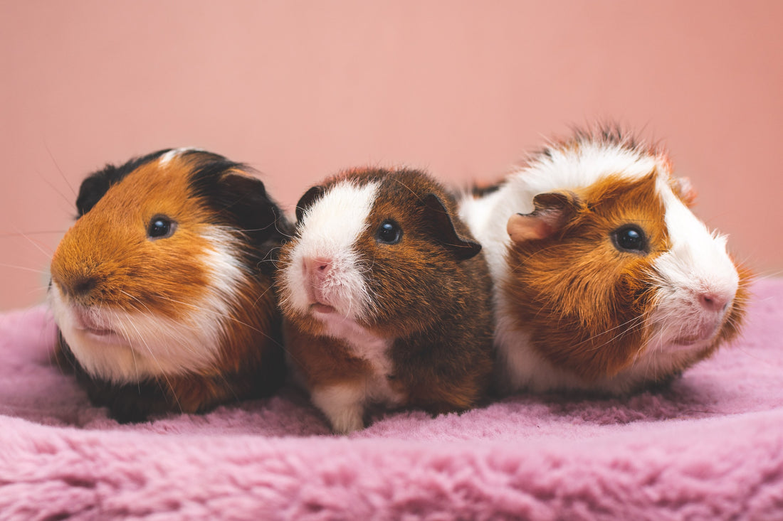 Cute And Funny Guinea Pig Names
