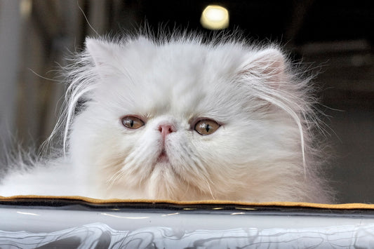 Fashionable Felines Suffer For Their Looks