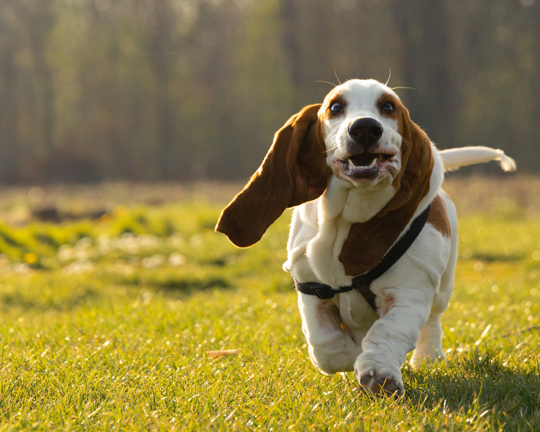 Basset-Hound Dog Breed Guide