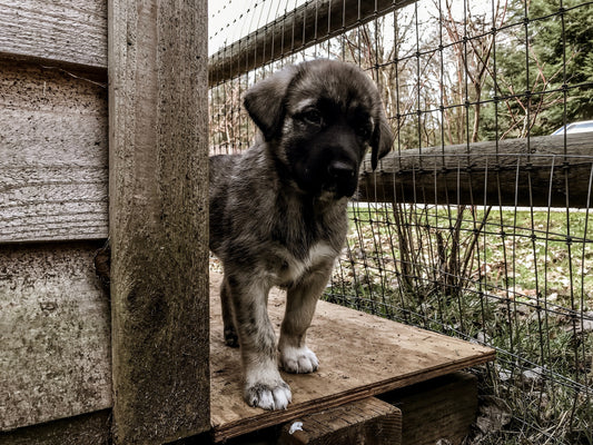 Belgian-Sheepdog Dog Breed Guide