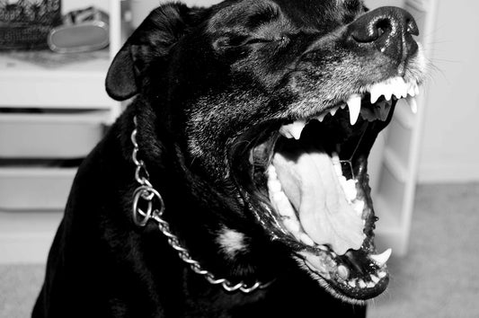 What Is The Dangerous Dog Act