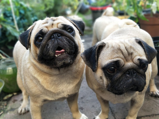 Two Puppies From The Same Litter