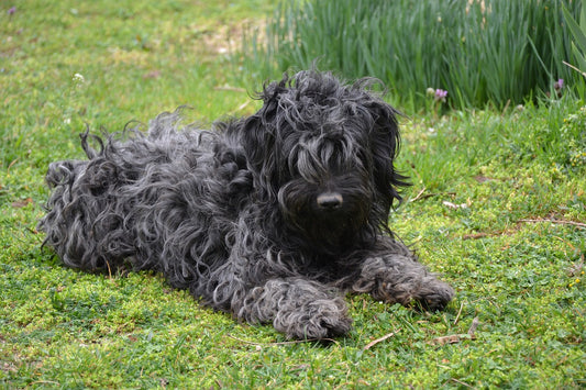 Ugly Dog Breeds That Are Adorable