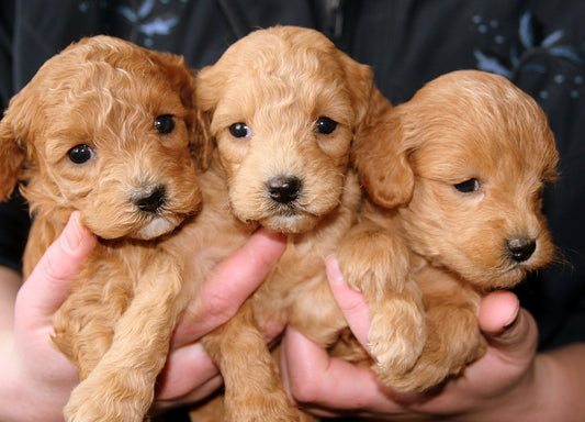 Puppy Smuggling In The UK