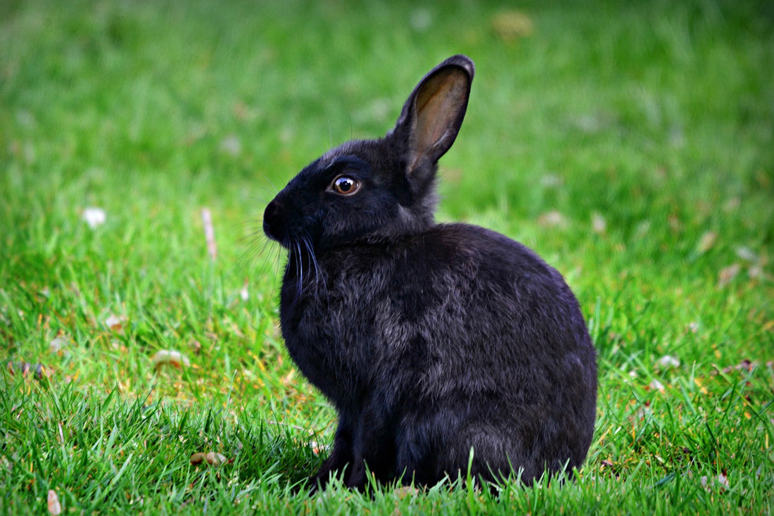 Are Rabbits Rodents | Time for Paws
