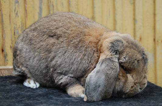 How Long Are Rabbits Pregnant For