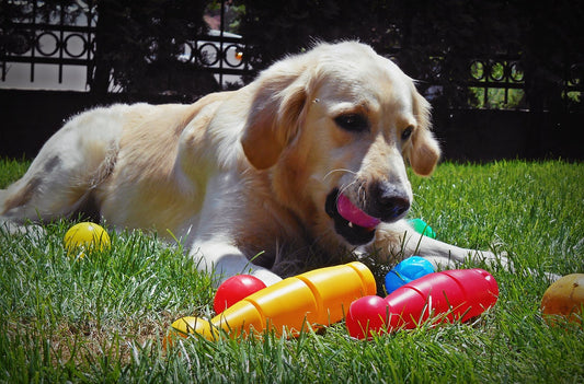 Golden-Retriever Dog Breed Guide