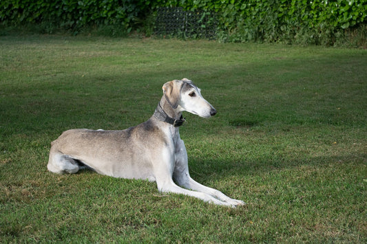 Most Expensive Dog Breeds