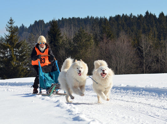 Large Dog Breeds