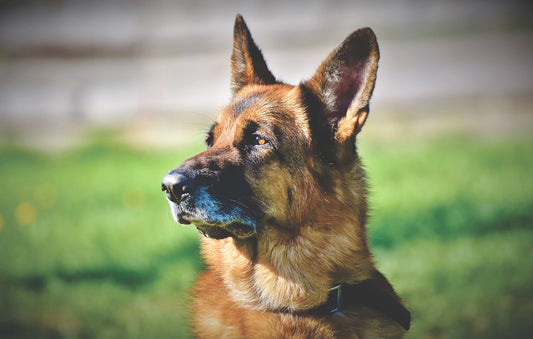 German-Shepherd-Dog Dog Breed Guide