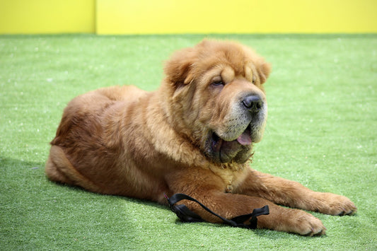 Utility Dog Breeds