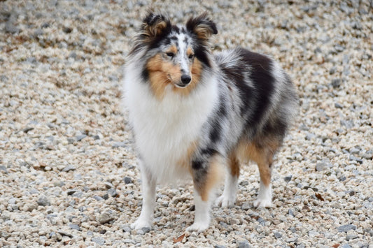 Shetland-Sheepdog Dog Breed Guide