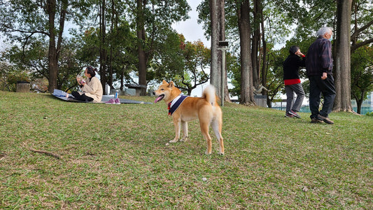 Most Elegant Dog Breeds