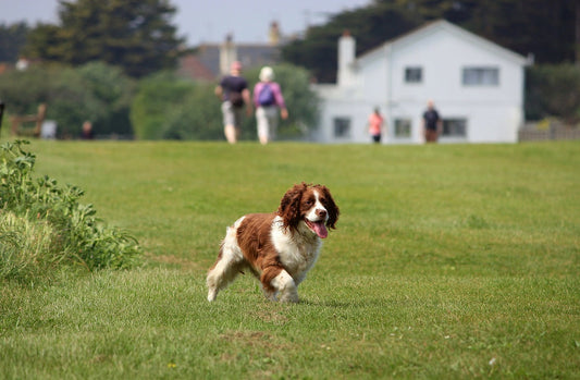 Healthiest Dog Breeds