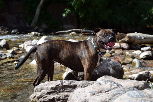 Staffordshire-Bull-Terrier Dog Breed Guide