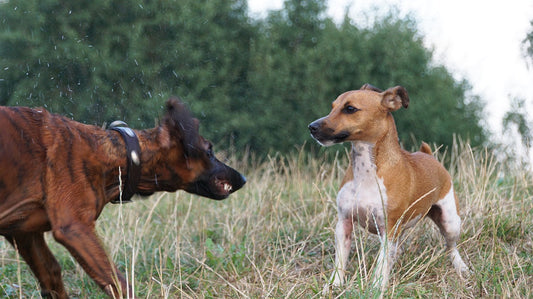 Dog Socialisation