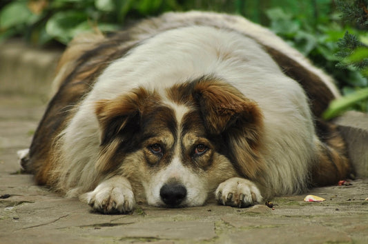 Dog Obesity