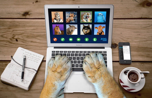 Top 5 Funny Cat Videos