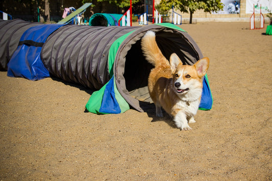 Improve Your Dogs Confidence