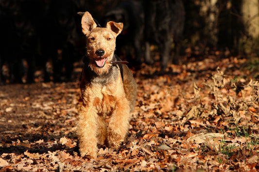 Welsh-Terrier Dog Breed Guide