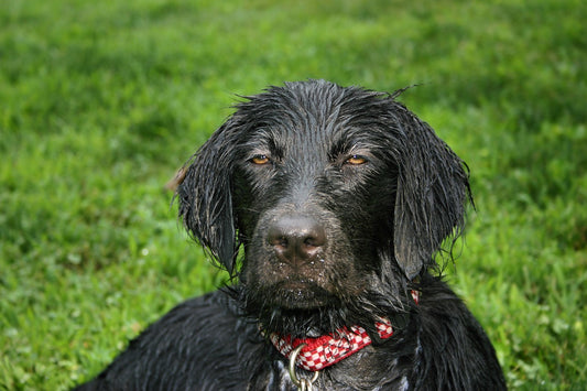 Flat-Coated-Retriever Dog Breed Guide