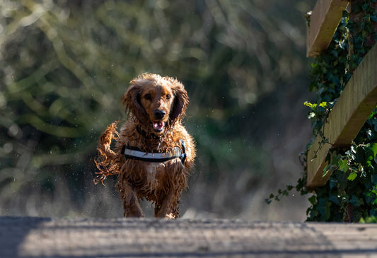 American-Water-Spaniel Dog Breed Guide