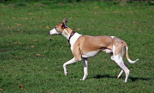 Low Maintenance Dog Breeds