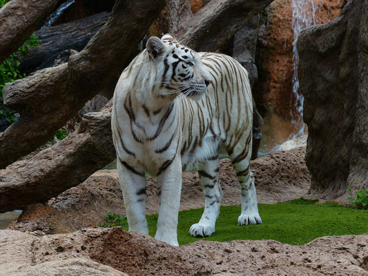 The Best Places To See Wild Cats Around The World