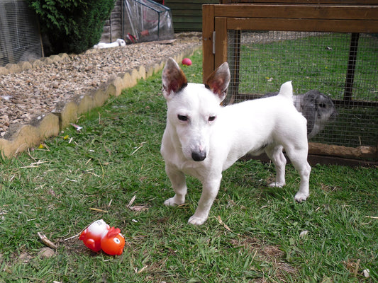 Tail Docking In Dogs