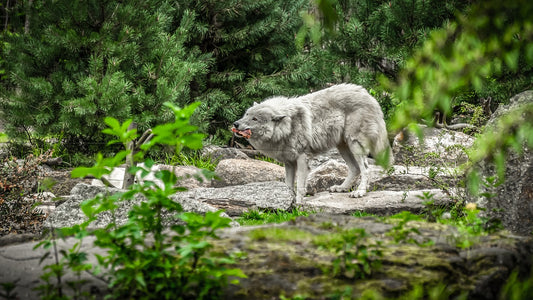 Places See Wolves In The Uk
