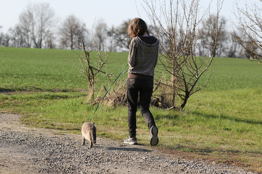 The Trend For Walking Your Cat