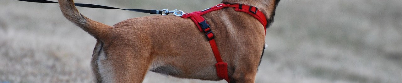 Dog Harnesses