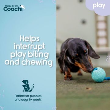 Coachi Puppy & Mini Tuggi Ball