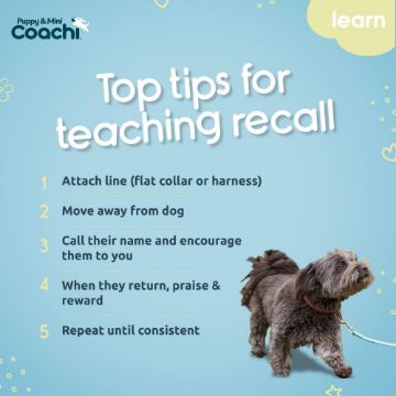 Coachi Puppy & Mini Waterproof Training Line - Teal 2.5m