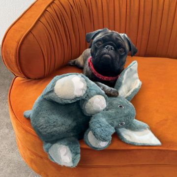 Dog sitting on an orange couch with a plush elephant toy