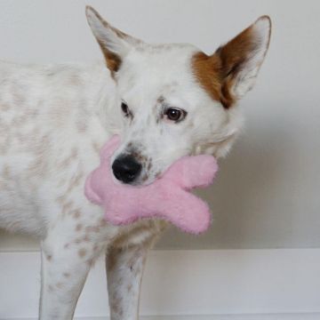 Dog holding a pink toy in its mouth against a plain background