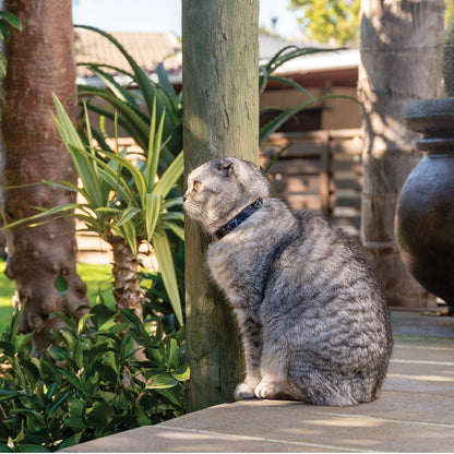 ROGZ Fusion Cat Collar with Break-away safety buckle