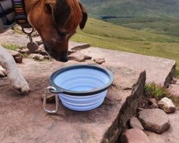 Henry Wag Travel Bowl for Vital Hydration