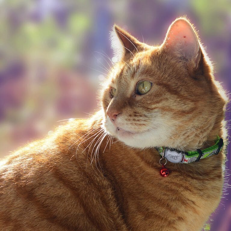 An orange tabby cat wearing a green ROGZ Refloctocat Cat Collar
